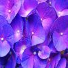 Purple-Hydrangea-paint-by-number