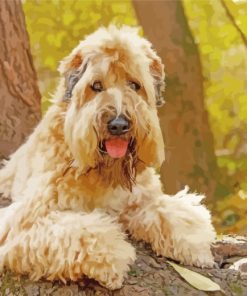 Soft Coated Wheaten Terrier Paint by numbers