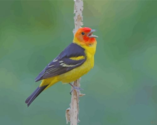 Western Tanager On Stick Paint by numbers