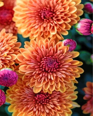 aesthetic-chrysanthemum-paint-by-numbers