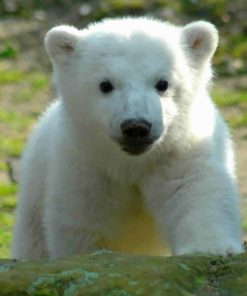 baby-knut-polar-bear-paint-by-numbers-510x639-1