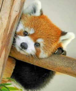 baby-red-panda-paint-by-numbers