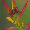 Butterfly And Bird Of Paradise Flower Paint by numbers