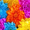 colorful-chrysanthemum-paint-by-numbers