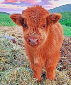 fluffy-highland-cow-baby-paint-by-numbers-510x639-1