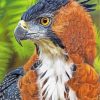 hawk-eagle-paint-by-numbers