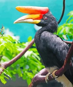 Malaysia Hornbill Bird Paint by numbers