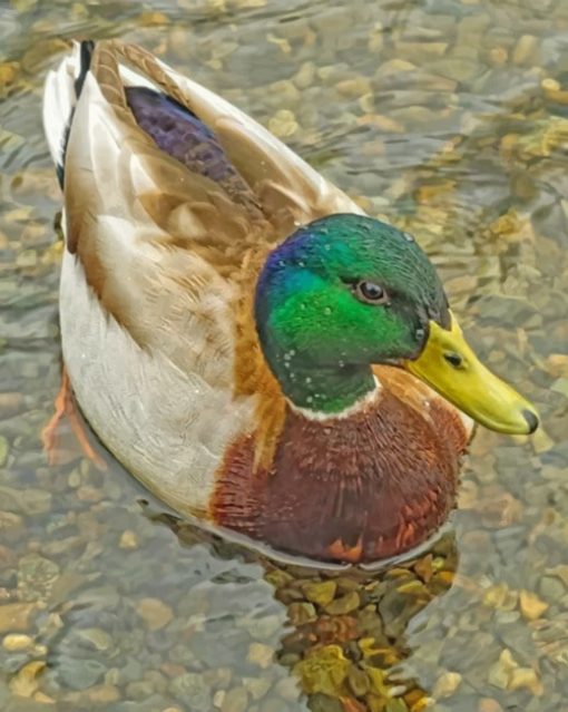 Mmallard-duck-paint-by-numberallard Duck