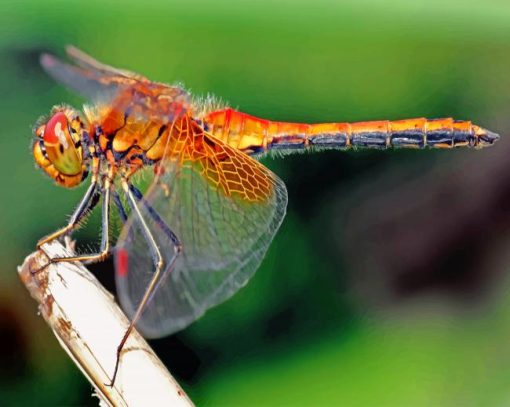 orange-dragonfly-paint-by-numbers