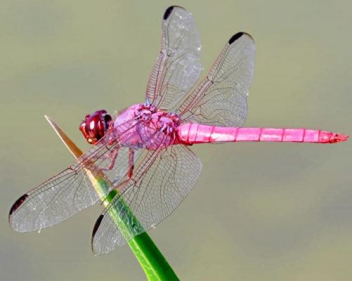 pink-dragonfly-paint-by-number