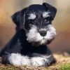 Schnauzer Pet