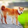 Shiba Inu Japanese Dog Paint by numbers