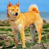 Shiba Inu Paint by numbers