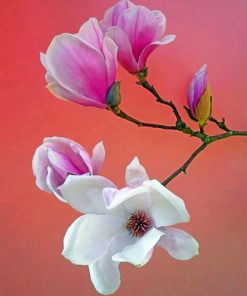 white-and-pink-magnolia-flowers-paint-by-numbers