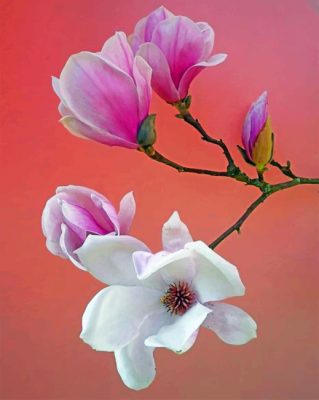 white-and-pink-magnolia-flowers-paint-by-numbers