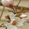 white-magnolia-flower-paint-by-numbers