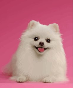 white-pomeranian-paint-by-numbers