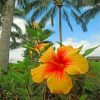 Yellow Hibiscus Paint by numbers