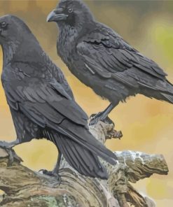 Ravens Birds paint by numbers