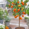 orange tree in pot paint by numbers