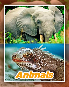 Animals