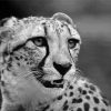 Black And White Cheetahs Paint By Number