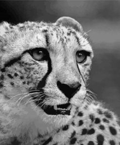 Black And White Cheetahs Paint By Number