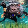 Dog Swimming With Fish Paint By Number