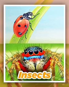 Insects