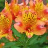 Peachy Alstroemeria Flower Paint By Number