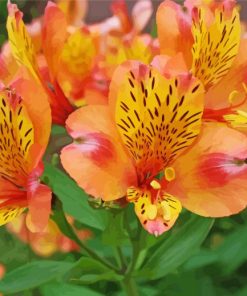 Peachy Alstroemeria Flower Paint By Number