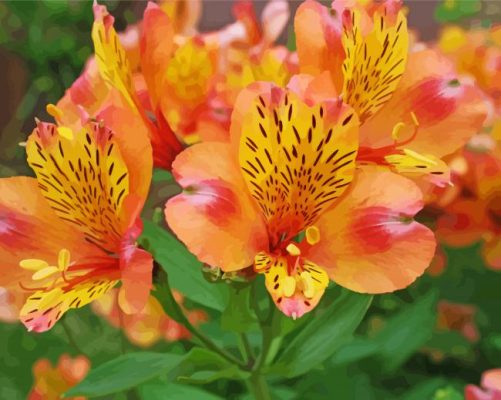 Peachy Alstroemeria Flower Paint By Number