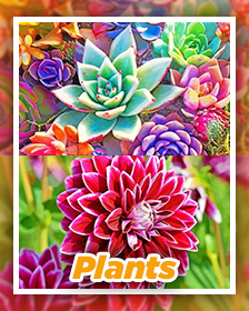 Plants