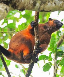 Tree kangaroo Paint By Number