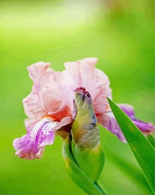 Aesthetic Pink Iris Paint By Numbers