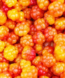 Cloudberries Food Paint By Numbers