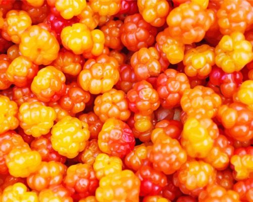 Cloudberries Food Paint By Numbers