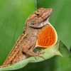 Anole Lizard Scaled Paint By Numbers