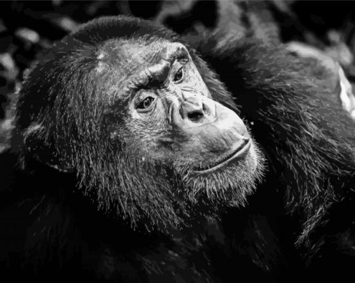 Black And White Chimpanzee Paint By Numbers