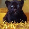 Black Jaguar Paint By Numbers