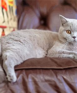 British Shorthair Paint By Numbers