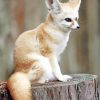 Cute Fennec Fox Paint By Numbers