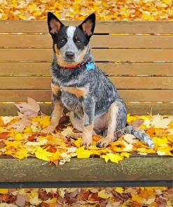 Dog On Autumn Bench Paint By Numbers