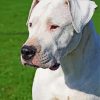 Dogo Argentino Paint By Numbers