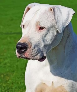 Dogo Argentino Paint By Numbers