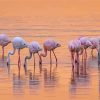 Flamingos Birds In Lake Nakuru Paint By Numbers