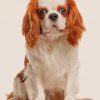 King Spaniel Paint By Numbers