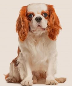 King Spaniel Paint By Numbers