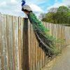 Peacock On A Fence Paint By Numbers