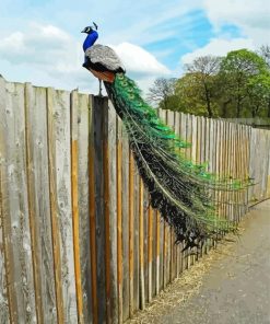 Peacock On A Fence Paint By Numbers